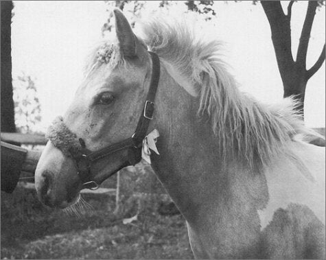 Misty of Chincoteague Deluxe Edition