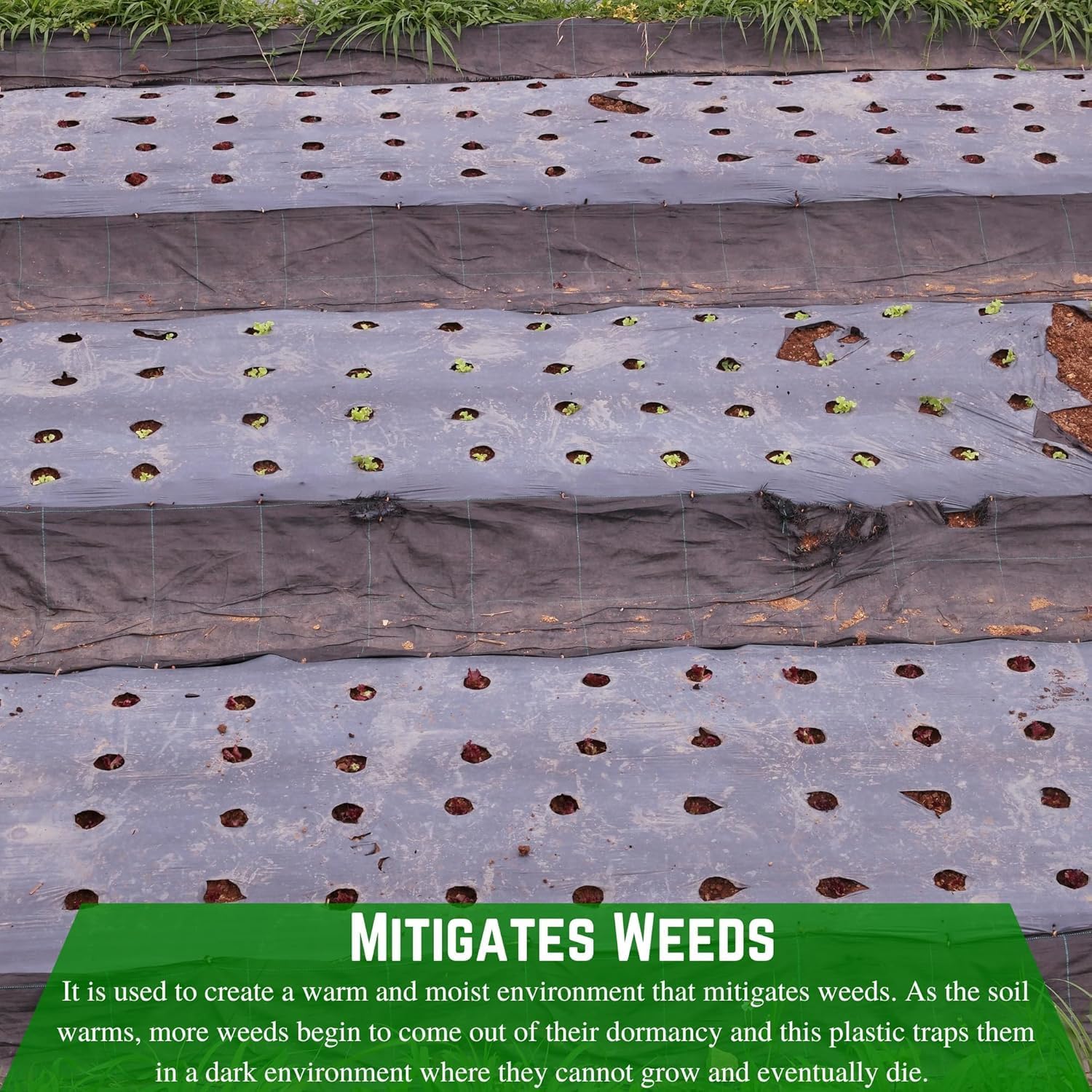 Farm Plastic Supply - Weed Control 6 Mil Black/White Polyethylene Sheeting - Heavy Duty Weed Barrier Landscape Fabric for Outdoor Gardens, Non Woven Weed Blocker Fabric, Weed Control (10' x 100')
