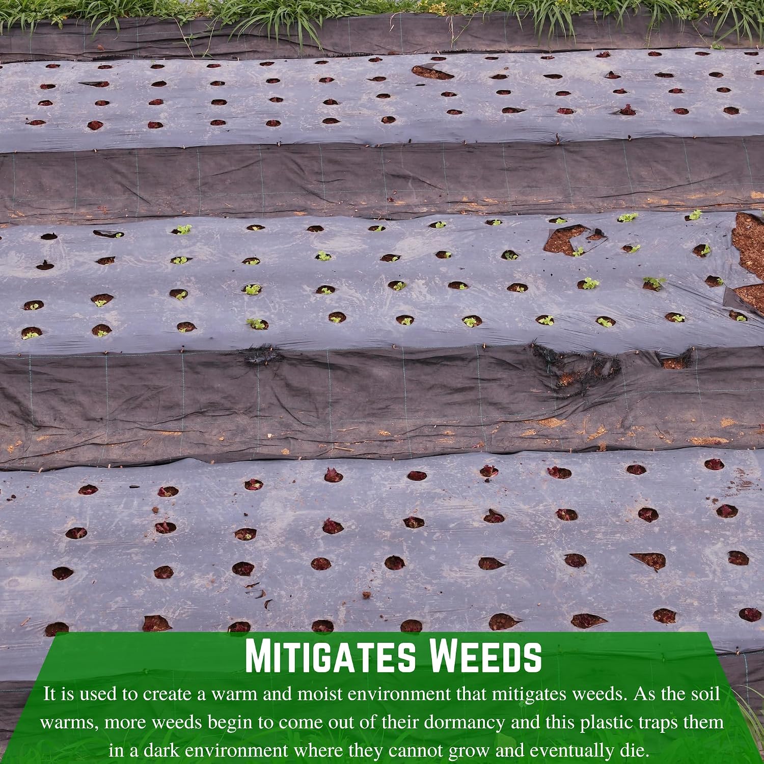 Farm Plastic Supply - Weed Control 6 Mil Black Plastic Sheeting - Heavy Duty Weed Barrier Landscape Fabric for Outdoor Gardens, Non Woven Weed Blocker Fabric, Weed Control (32' x 100')